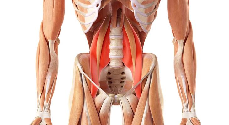 عضله پسواس چیست و چرا می‌تواند مکانیک بدن‌تان را بهم بریزد؟